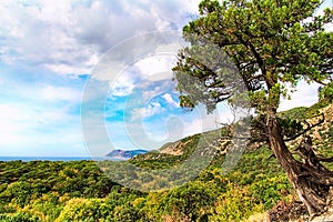 Leaning juniper against the background of forested sea shore