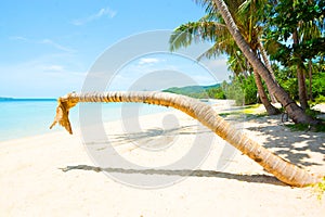 Leaning no head coconut palm tree on the beach