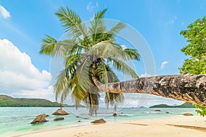 Leaning palm tree in Anse Boudin beach
