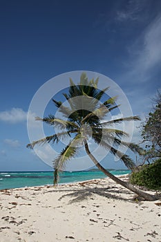 Leaning Palm Tree on the Beach
