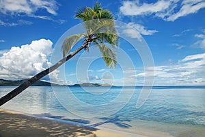 Leaning palm tree at the beach, Nananu-i-Ra island, Fiji