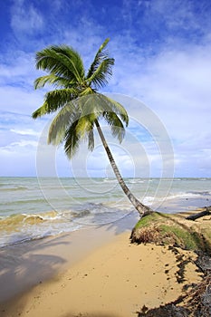 Leaning palm tree at Las Terrenas beach, Samana peninsula