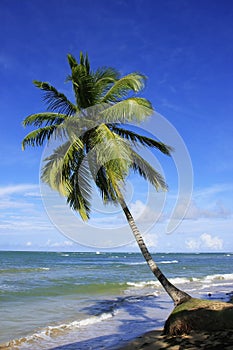 Leaning palm tree at Las Terrenas beach, Samana peninsula photo