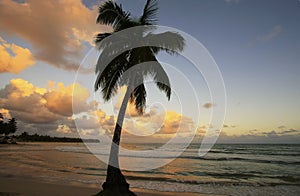 Leaning palm tree at Las Terrenas beach at sunset, Samana peninsula photo