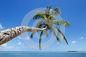 Leaning palm tree at Makaha`a island near Tongatapu island in To photo