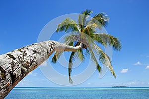 Leaning palm tree at Makaha'a island near Tongatapu island in To photo