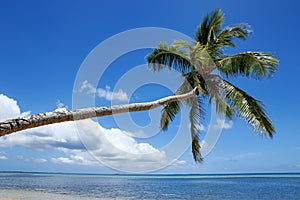 Leaning palm tree at Makaha'a island near Tongatapu island in To photo
