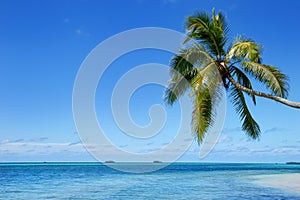 Leaning palm tree at Makaha'a island near Tongatapu island in To photo