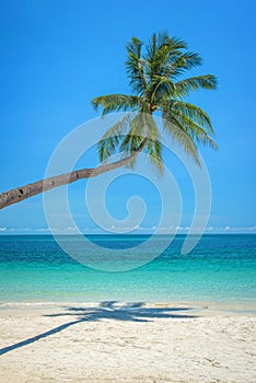 Leaning palm tree over a beach