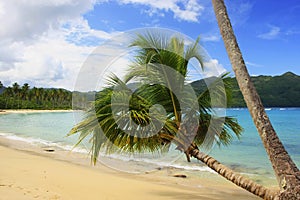 Leaning palm tree at Rincon beach, Samana peninsula photo
