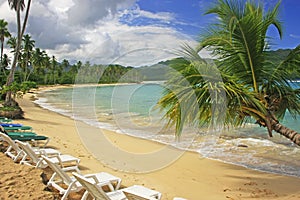 Leaning palm tree at Rincon beach, Samana peninsula photo