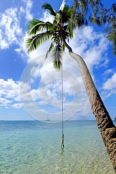 Leaning palm tree with rope swing at Pangaimotu island near Tong photo