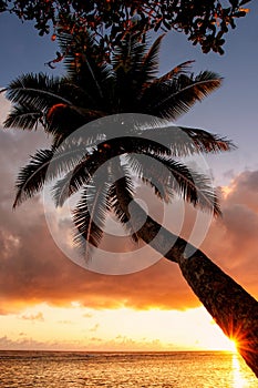 Leaning palm tree at sunrise in Lavena village on Taveuni Island