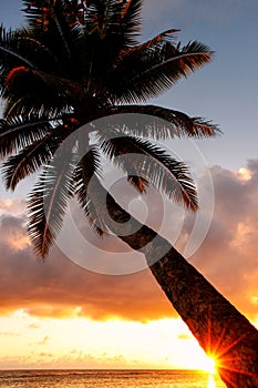 Leaning palm tree at sunrise in Lavena village on Taveuni Island