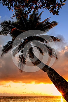 Leaning palm tree at sunrise in Lavena village on Taveuni Island