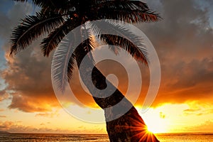 Leaning palm tree at sunrise in Lavena village on Taveuni Island