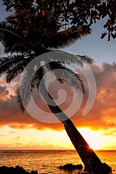 Leaning palm tree at sunrise in Lavena village on Taveuni Island, Fiji