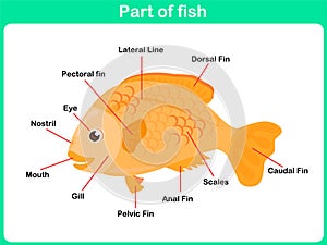 Leaning Parts of fish for kids - Worksheet