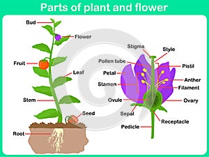 Leaning Parts of plant and flower for kids