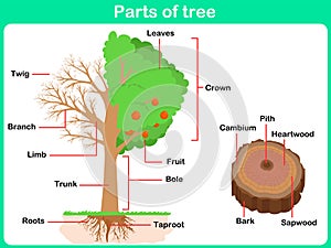 Leaning Parts of tree for kids