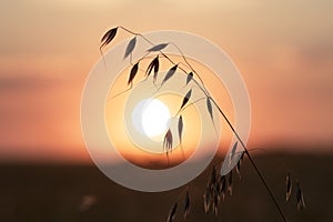 Leaning silhouette of oats plant on the background of yellow sun