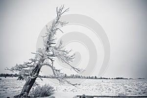 Leaning snow covered tree