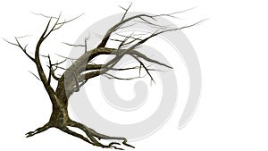 Leaning tree with bare branches