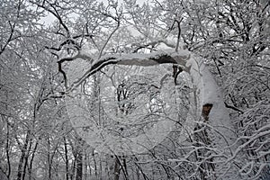 Leaning Tree Covered in Snow