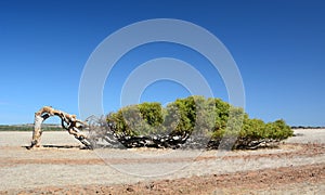 The leaning tree. Greenough. Geraldton. Coral Coast. Western Australia
