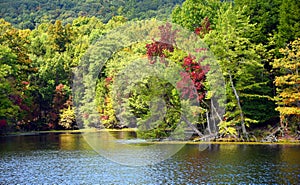 Leaning Tree Over Bays Mountain Lake