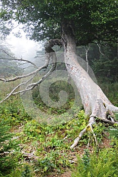 Leaning tree on the Skyline Trail