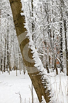 A leaning tree trunk covered with snow