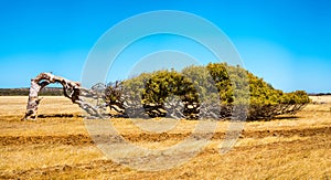 Leaning Trees of Greenough - iconic tourist attraction located south of Geraldton