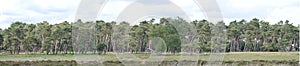 Leaning Trees of Hoge Veluwe National Park Panorama