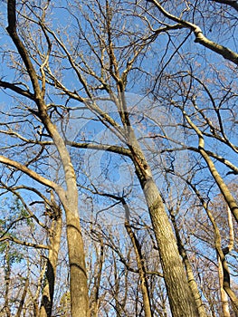 Leaning Trees in November