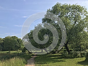 Leaning trees in the Park