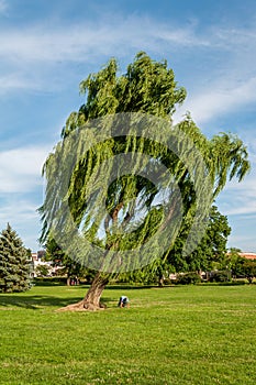 Leaning Weeping Willow Tree in Baker Park - Frederick, Maryland