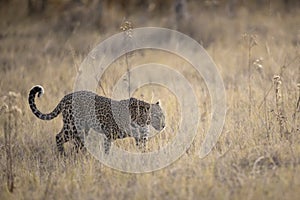 Leaopard in open veld