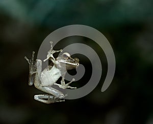 A leap frog on glass window