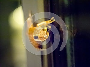 Leap frog on glass window, focus on its head