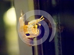 Leap frog on glass window, focus on its head