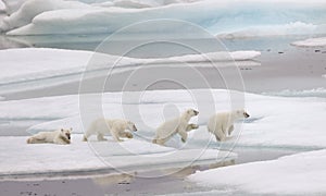 Leaping baby polar bear timelapse