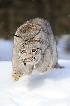 Leaping Bobcat