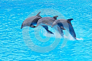 Skákajúci uhorka delfíny 