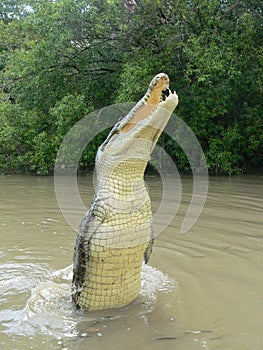 Leaping crocodile