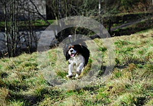 Leaping dog