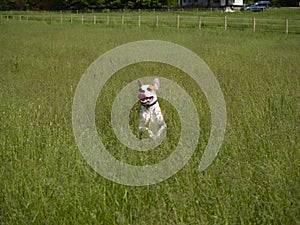 Leaping Dog in Tall Grass