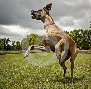 Leaping great Dane