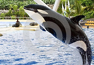 A leaping killer whale, Orcinus Orca