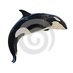 Leaping KillerWhale, Orcinus Orca